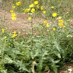 Sarıot Otu Nedir? Sarıot Otu Nedir?