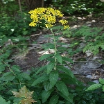 Sarıot Otu Nedir? Sarıot Otu Nedir?