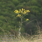 Sarıot Otu Nedir? Sarıot Otu Nedir?