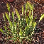 Duvar Arpası Otu Nedir? Duvar Arpası Otu Nedir?