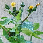 Adi Eşek Marulu Otu Nedir?