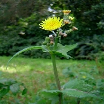 Adi Eşek Marulu Otu Nedir?