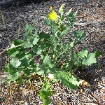 Adi Eşek Marulu Otu Nedir?