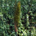 Yabani Kuş Yemi Otu Nedir?