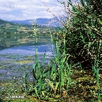 Yabani Kuş Yemi Otu Nedir?