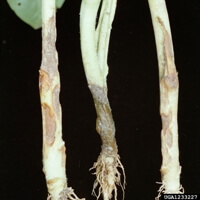 Kök Çürüklüğü Hastalığı Belirtileri, Nedenleri Ve Mücadele Yöntemleri