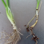 Kök Çürüklüğü Hastalığı Belirtileri, Nedenleri Ve Mücadele Yöntemleri