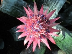 Aechmea Fasciata Çiçeği Aechmea Fasciata Çiçeği