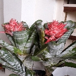 Aechmea Fasciata Çiçeği Aechmea Fasciata Çiçeği
