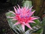 Aechmea Fasciata Çiçeği Aechmea Fasciata Çiçeği