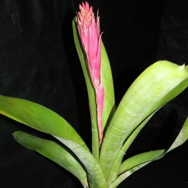 Aechmea Fasciata Çiçeği Aechmea Fasciata Çiçeği