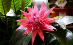 Aechmea Fasciata Çiçeği Aechmea Fasciata Çiçeği