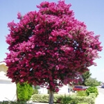 Oya Ağacı Nedir, Nasıl Yetiştirilir?