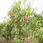 Nektarin Nedir, Nasıl Yetiştirilir?