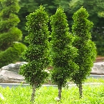 Mazı Nedir, Nasıl Yetiştirilir?