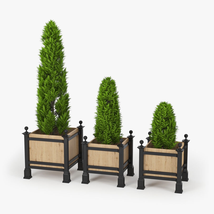 Mazı Nedir, Nasıl Yetiştirilir?