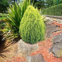 Mazı Nedir, Nasıl Yetiştirilir?