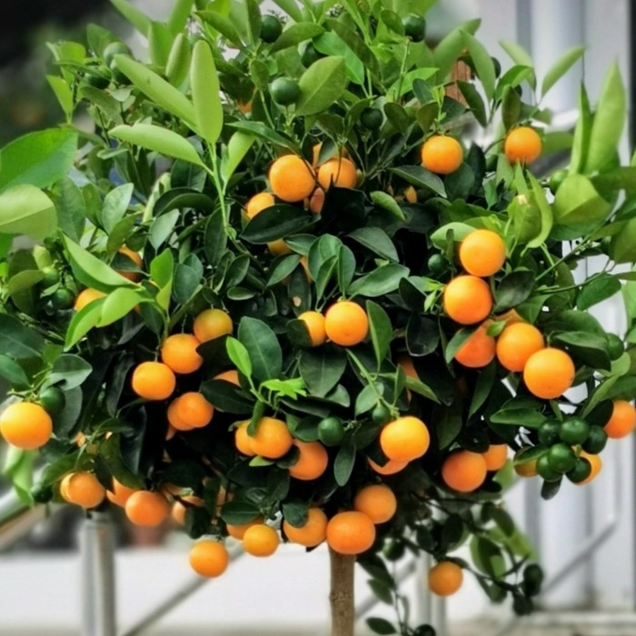 Mandalina Nedir, Nasıl Yetiştirilir?