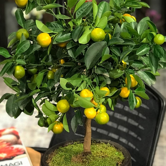 Mandalina Nedir, Nasıl Yetiştirilir?