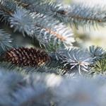 Ladin Nedir, Nasıl Yetiştirilir?