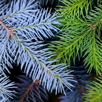 Ladin Nedir, Nasıl Yetiştirilir?