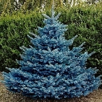 Ladin Nedir, Nasıl Yetiştirilir?