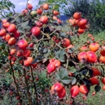 Kuşburnu Nedir, Nasıl Yetiştirilir?