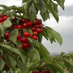 Kiraz Nedir, Nasıl Yetiştirilir?