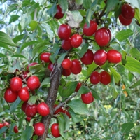 Kızılcık Nedir, Nasıl Yetiştirilir?