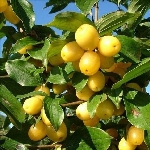 Kızılcık Nedir, Nasıl Yetiştirilir?