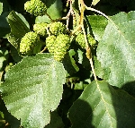 Kızılağaç Nedir, Nasıl Yetiştirilir?