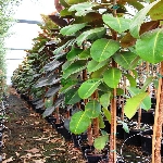 Kauçuk Nedir, Nasıl Yetiştirilir?