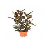 Kauçuk Nedir, Nasıl Yetiştirilir?