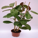 Kauçuk Nedir, Nasıl Yetiştirilir?