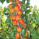 Kayısı Nedir, Nasıl Yetiştirilir?