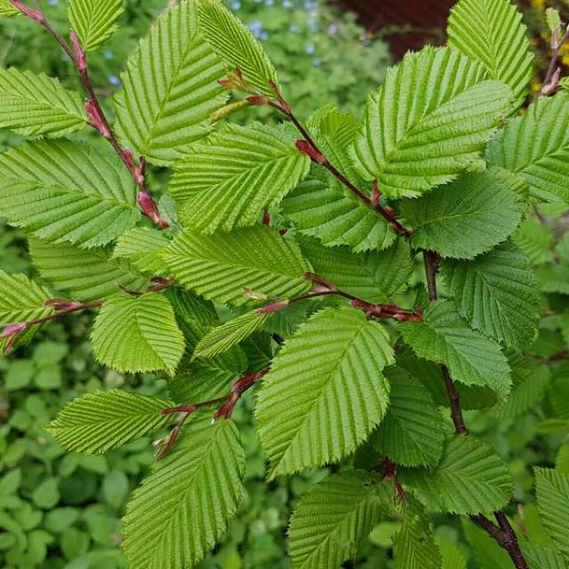 Kayın Nedir, Nasıl Yetiştirilir?