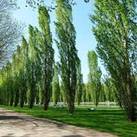 Kavak Nedir, Nasıl Yetiştirilir?