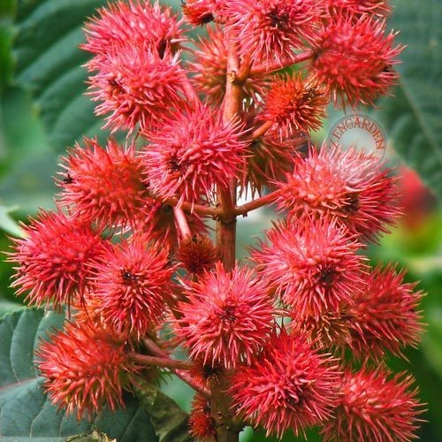 Hint Yağı Nedir, Nasıl Yetiştirilir?