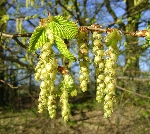 Gürgen Nedir, Nasıl Yetiştirilir?