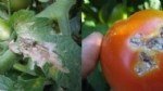 Domates Güvesi Nedir? Zararları Ve Mücadele Yöntemleri
