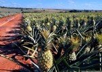 Ananas Yetiştiriciliği Nasıl Yapılır?