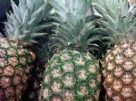 Ananas Yetiştiriciliği Nasıl Yapılır?