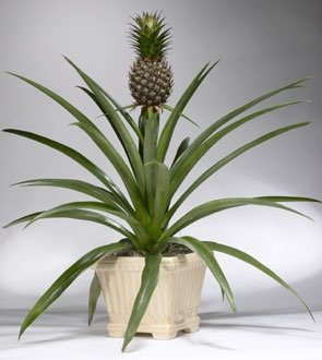 Ananas Yetiştiriciliği Nasıl Yapılır?