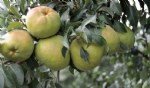 Ankara Armudu Yetiştiriciliği Nasıl Yapılır?