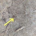 Bağ Maymuncuğu Ve Asma Hortumlu Böceği Nedir? Zararları Ve Mücadelesi