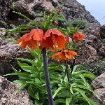 Ters Lale Çiçeği Ters Lale Çiçeği