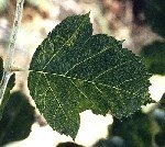 Elma Klorotik Yaprak Lekesi Hast. Belirtileri, Nedenleri Ve Mücadesi