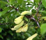 Eriklerde Cep Hastalığı Belirtileri, Nedenleri Ve Mücadele Yöntemleri