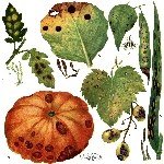 Domates Yaprak Küfü Hastalığı Belirtileri, Nedenleri Ve Mücadelesi