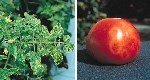 Domates Mozaik Virüsü Belirtileri, Nedenleri Ve Mücadele Yöntemleri